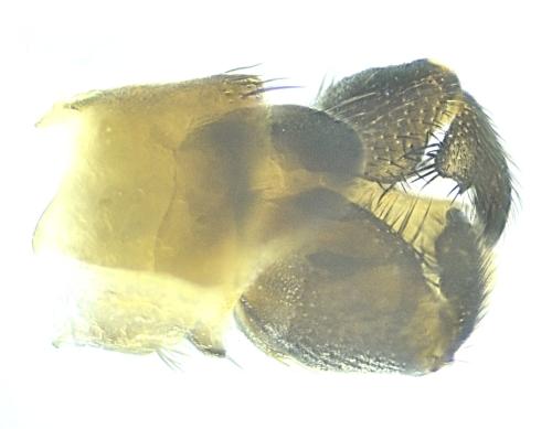 Orfelia nemoralis
